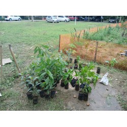 Agriculture & Livelihood Services