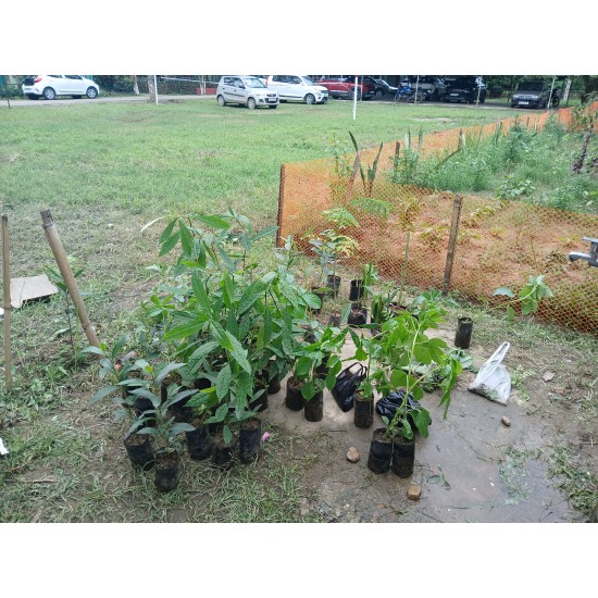 Agriculture & Livelihood Services